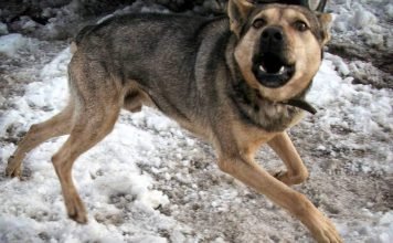 В Ростовской области собака, зараженная бешенством, покусала себя и местного жителя