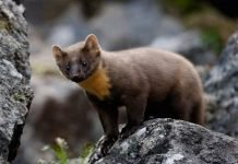 Кидас – лесная куница, скрещенная с соболем