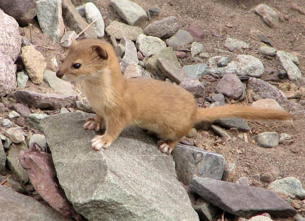 Солонгой (Mustela altaica).