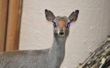 Сомалийский дикдик – антилопа, живущая только на Сомали