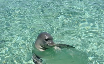 На Гавайских островах был спасен детеныш редчайшего тюленя