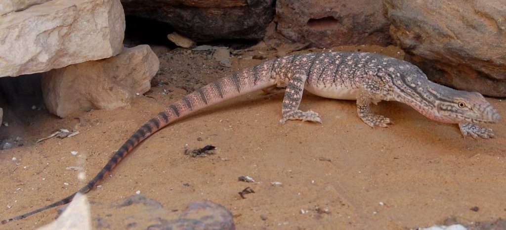 Среднеазиатский серый варан (Varanus griseus caspius).