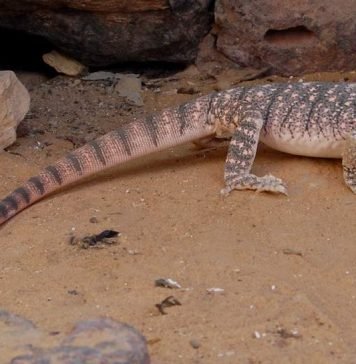 Среднеазиатский серый варан: образ жизни и охрана вида