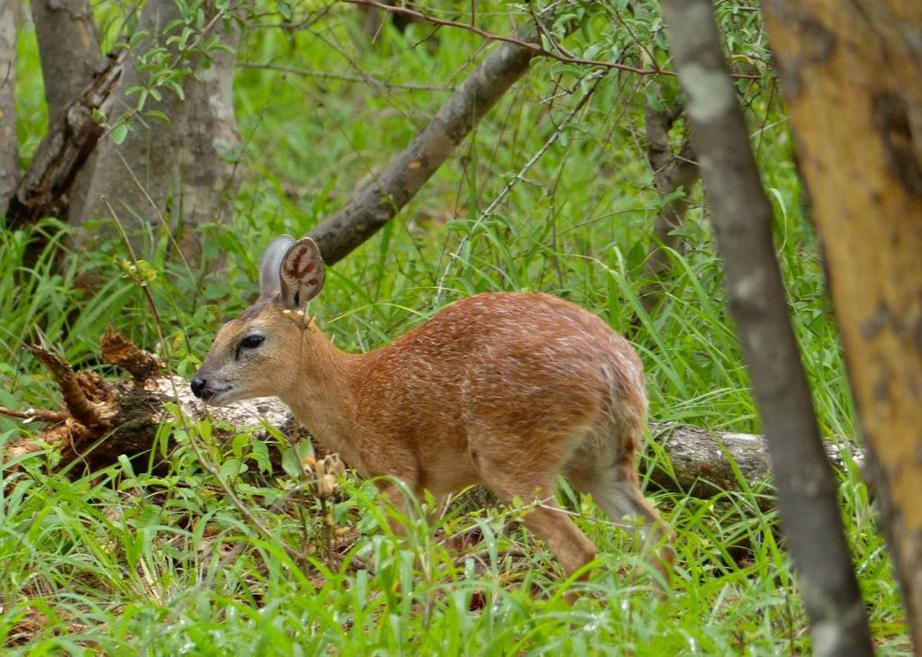 Стенбок Шарпа (Raphicerus sharpei).