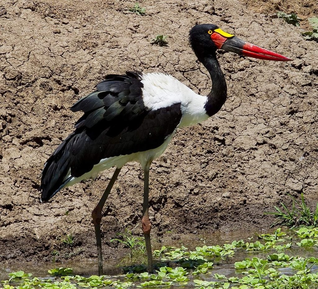 Аистовые (Ciconiidae).