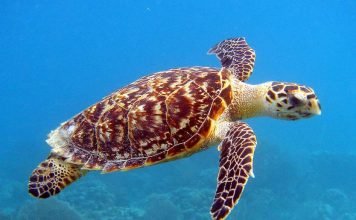 Первая в мире светящаяся рептилия обнаружена вблизи Соломоновых островов