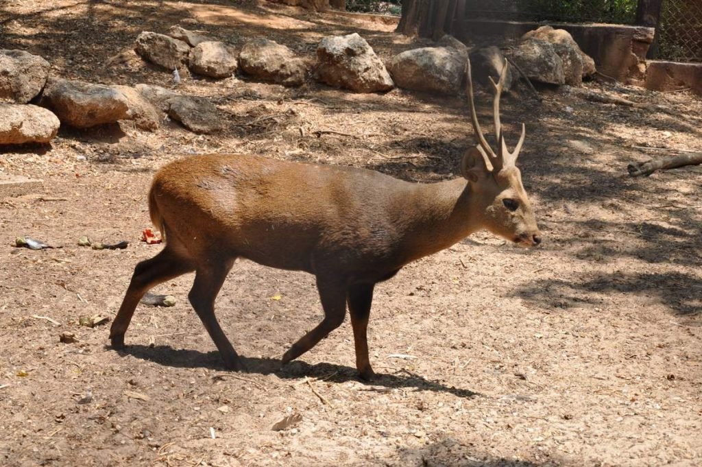 Свиной олень (Axis porcinus).