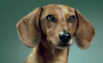 В Омске неизвестные облили таксу кислотой