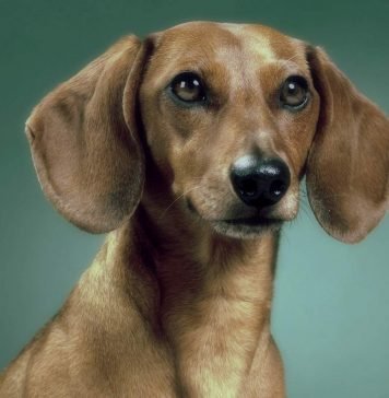 В Омске неизвестные облили таксу кислотой