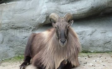 Тары – редкие антилопы