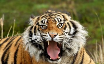 В одном из зоопарков Польши тигр разорвал на куски смотрителя