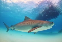 Тигровая акула напала на гавайского рыбака и откусила ему ногу