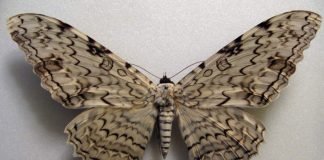 Тизания агриппины — одна из самых необычных бабочек