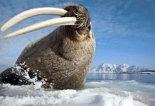 В США начато расследование в связи с гибелью 25 моржей на Аляске