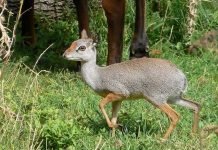 Горный или эритрейский дикдик