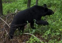 В Хабаровске по улицам ходит гималайский медведь