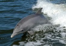 в Крыму пограничники изъяли у браконьеров черноморскую афалину