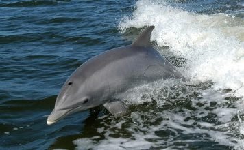 в Крыму пограничники изъяли у браконьеров черноморскую афалину