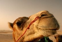 Афганский верблюд пнул американского морпеха: видео, которое насмешило пользователей сети