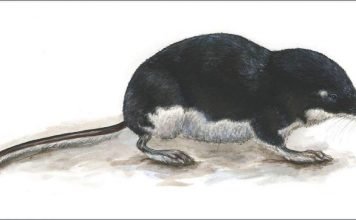 Водяная кутора — крупная землеройка