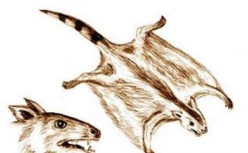 Волатикотерий — «летающий зверь»