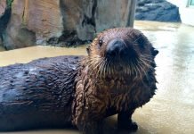 В США у морской выдры впервые диагностировали астму