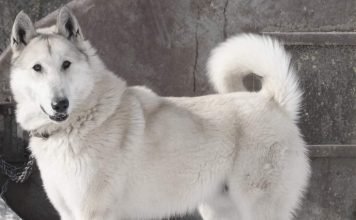 В Башкирии собака была застрелена соседом за то, что воровала кур