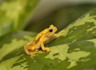 Жаба-брызгун Киханси — в чем ее особенность?