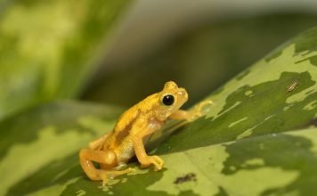 Жаба-брызгун Киханси — в чем ее особенность?