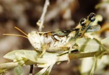 Саранчовые. Взаимоотношения саранчи и человека.