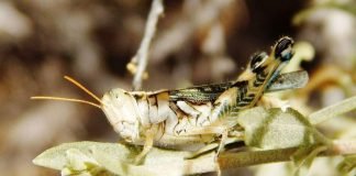 Саранчовые. Взаимоотношения саранчи и человека.