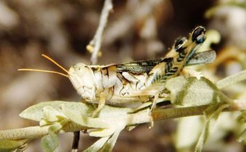 Саранчовые. Взаимоотношения саранчи и человека.