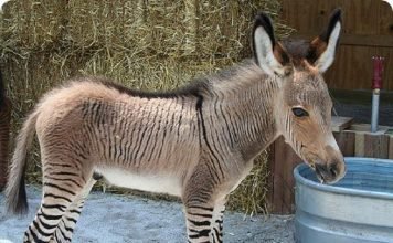 Зони – полосатая зебра, скрещенная с малышом-пони