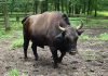 Зуброн – корова, скрещенная с европейским зубром