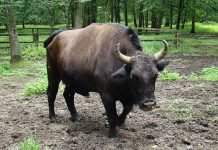 Зуброн – корова, скрещенная с европейским зубром