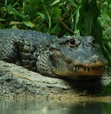 Китайский аллигатор – редкий вид рептилии