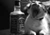 Алкоголь и животные несовместимы!