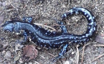 Амбистомы: их разновидности и образ жизни