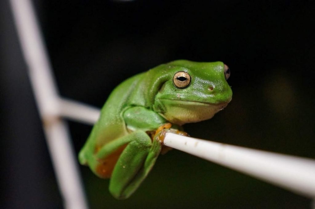 Коралловопалая литория (Litoria caerulea).