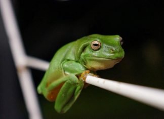 Австралийская гигантская квакша: жизнь в природе и в неволе