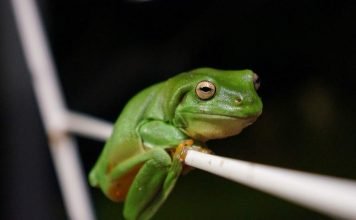 Австралийская гигантская квакша: жизнь в природе и в неволе