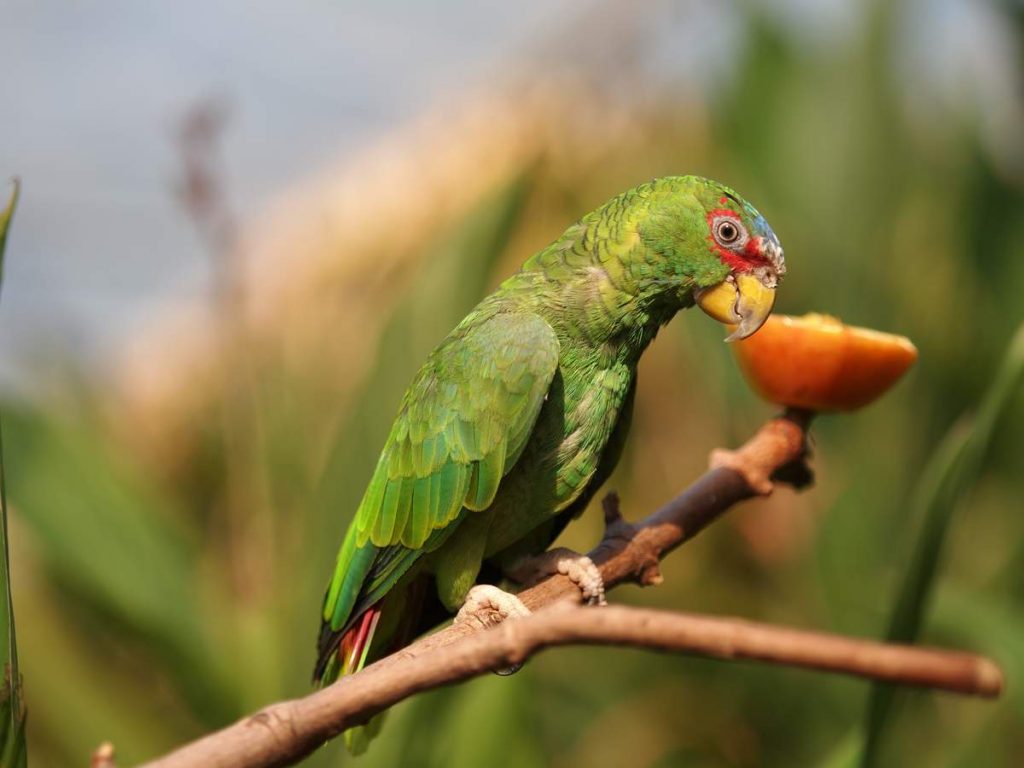 Белолобый амазон] (Amazona albifrons).