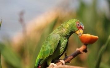 Белолобый амазон – попугай из Центральной Америки