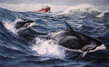 Беломордый дельфин — кит, сопровождающий морские суда