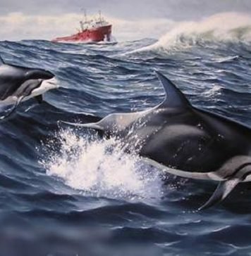 Беломордый дельфин — кит, сопровождающий морские суда