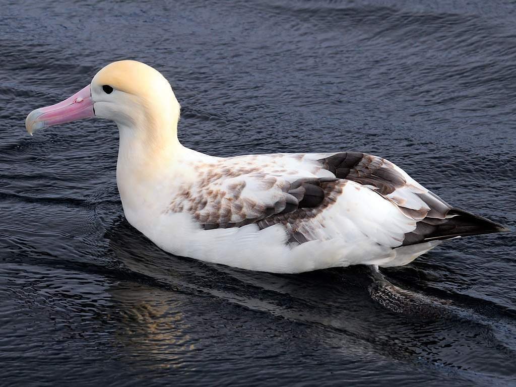 Белоспинный альбатрос (Phoebastria albatrus).