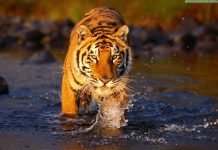 Бенгальские тигры в природе: самые интересные факты