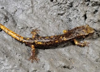 Безлегочные саламандры — земноводные, обитающие под землей