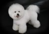 Порода бишон фризе – пушистый комочек