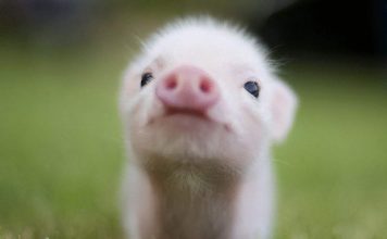 Болезни маленьких мини-пигов